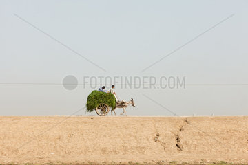 Lujja Khan Jakrani  Pakistan  Esel zieht einen Karren mit Gruenfutter
