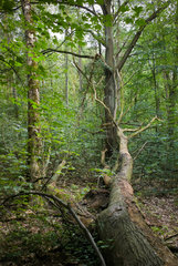 Berlin  Deutschland  umgestuerzter Baum im Wald am Grunewaldsee