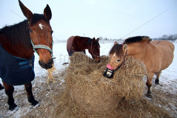 Koenigs Wusterhausen  Deutschland  Pferde fressen im Winter Heu auf einer Koppel
