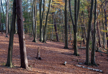 Altenhof  Deutschland  der Wald im Biosphaerenreservat Schorfheide-Chorin