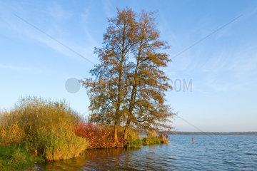Werder  Petzow  Deutschland  Ufer des Schwielowsees im herbstlichen Schlosspark