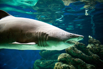 Albufeira  Portugal  ein Hai im Aquarium im Zoo Marine