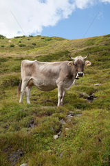 Zermatt  Schweiz  schweizer Kuh auf der Alm