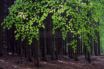 Neu Kaetwin  Deutschland  Baumstaemme im Laubwald