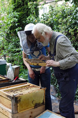 Berlin  Deutschland  Imkerin und Imker kontrollieren die Honigwabe eines Bienenvolkes