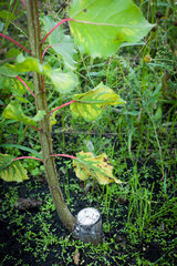 Phoeben  Deutschland  Baumsteckling einer Pappel auf einer Kurzumtriebsplantage