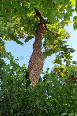 09.05.2016  Berlin  Skuriler Bienenschwarm haengt langgezogen an einem Baum in Lankwitz
