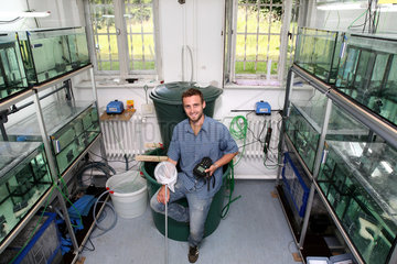 Rostock  Deutschland  ein Masterstudent bei den Zuchtgarnelen im Labor der Universitaet Rostock