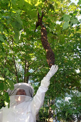 09.05.2016  Berlin  Skuriler Bienenschwarm haengt langgezogen an einem Baum in Lankwitz und wird von einer Imkerin bewundert