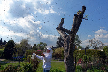 03.05.2016  Berlin  Bienenschwarm in der Luft in einen Kleingartenanlage in Bukow  Imkerin bewundert dieses Naturschauspiel