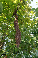 09.05.2016  Berlin  Skuriler Bienenschwarm haengt langgezogen an einem Baum in Lankwitz