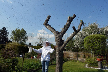 03.05.2016  Berlin  Bienenschwarm in der Luft in einen Kleingartenanlage in Bukow  Imkerin bewundert dieses Naturschauspiel