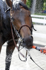 Hoppegarten  Brandenburg  Pferd saeuft Wasser aus einem Gartenschlauch