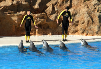 Puerto de la Cruz  Spanien  Tiertrainer und Delfine im Loro Park