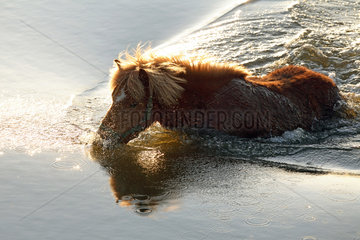 Prangendorf  ein Pony schwimmt durch einen See