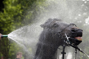 Hoppegarten  Brandenburg  Kopf eines Pferdes wird abgeduscht