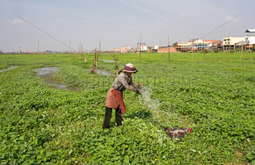 Phnom Penh  Kambodscha  eine Frau giesst Wasser ueber Wasserspinatpflanzen