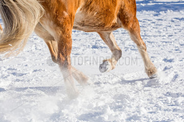 Innichen  Italien  ein Pferd galoppiert ueber eine verschneite Koppel