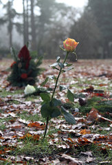 Berlin  Deutschland  Rose auf einem anonymen Wiesengrab