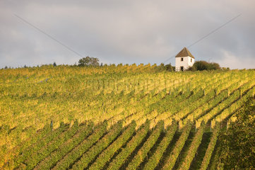 Buggingen  Deutschland  ein Weinberg im Markgraeflerland