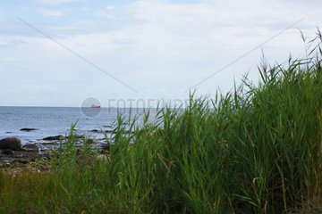 Staberdorf  Fehmarn  Deutschland  Blick auf die Ostsee mit Schilf am Strand