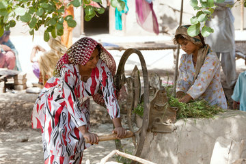Basti Mumgani  Pakistan  Frauen schneiden Gruenfutter