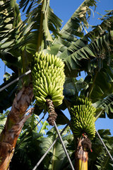 Tazacorte  Spanien  Bananen auf einer Bananenplantage
