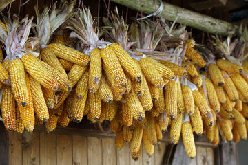 Prangendorf  Deutschland  Maiskolben sind zum Trocknen aufgehaengt