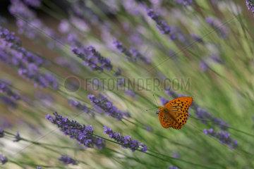 Callas  Frankreich  Gelber Leopard Schmetterling sitzt auf den Blueten des Lavendels