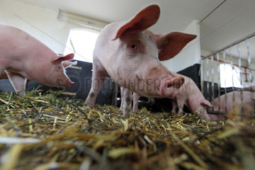 Prangendorf  Deutschland  Biofleischproduktion  Hausschweine in einem Stall