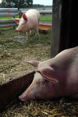Prangendorf  Deutschland  Biofleischproduktion  Hausschwein liegt apathisch im Stall