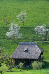 Elzachtal  Deutschland  alte Muehle umgeben von einer Wiese mit bluehenden Obstbaeumen