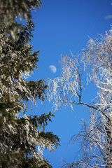 Szklarska Poreba  Polen  schneebedeckte Baeume und Mond im Riesengebirge