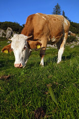 Obertraun  Oesterreich  Kuh grast auf einer Alm