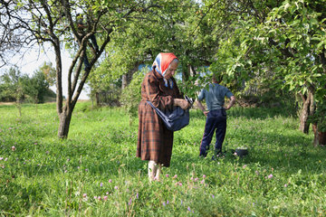 Birzy  Vicebsk  Weissrussland  eine Familie bei der Apfelernte