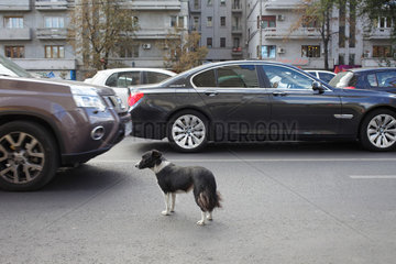 Bukarest  Rumaenien  wilder Hund im Strassenverkehr im Zentrum in Bukarest