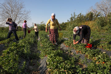 Gemikon  Tuerkische Republik Nordzypern  Frauen sammeln Erdbeeren auf einem Feld