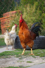 Paaren  Deutschland  ein Hahn gockelt vor Hennen
