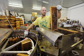 Castel Giorgio  Italien  Imker legt eine Honigwabe in eine Honigschleuder