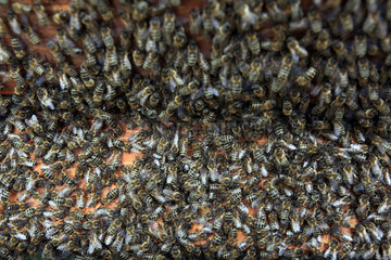 Berlin  Deutschland  Bienenschwarm