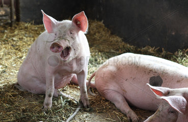 Prangendorf  Deutschland  Biofleischproduktion  Hausschwein gaehnt