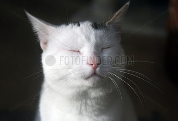 Neuenhagen  Deutschland  Portrait einer Katze mit geschlossenen Augen