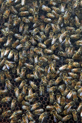 Hannover  Deutschland  Honigbienen hinter Glas auf einer Wabe
