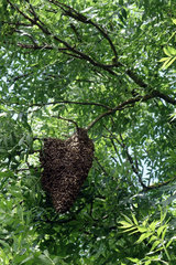 Berlin  Deutschland  Bienenschwarm haengt als Traube in einer Baumkrone