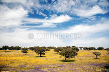Portugal  bluehende Weide mit Steineichen
