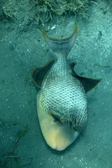 Rotes Meer  Aegypten  Gelbsaum Drueckerfisch beim Grundeln