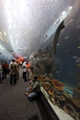 Dubai  Vereinigte Arabische Emirate  Besucher im Tunnel des Dubai Aquarium der Mall of Dubai
