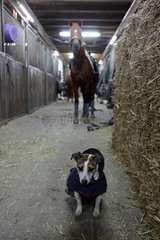Berlin  Deutschland  Pferd und Hund in auf der Stallgasse eines Pferdestalles