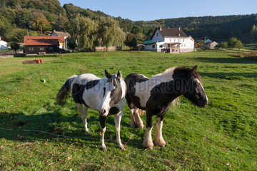 Alberschweiler  Frankreich  zwei Pferde auf einer Koppel