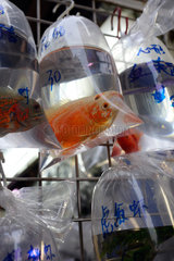 Hongkong  China  Zierfische werden in kleinen Plastiktueten zum Verkauf angeboten